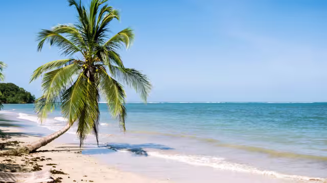 Palme am Strand von Cahuita