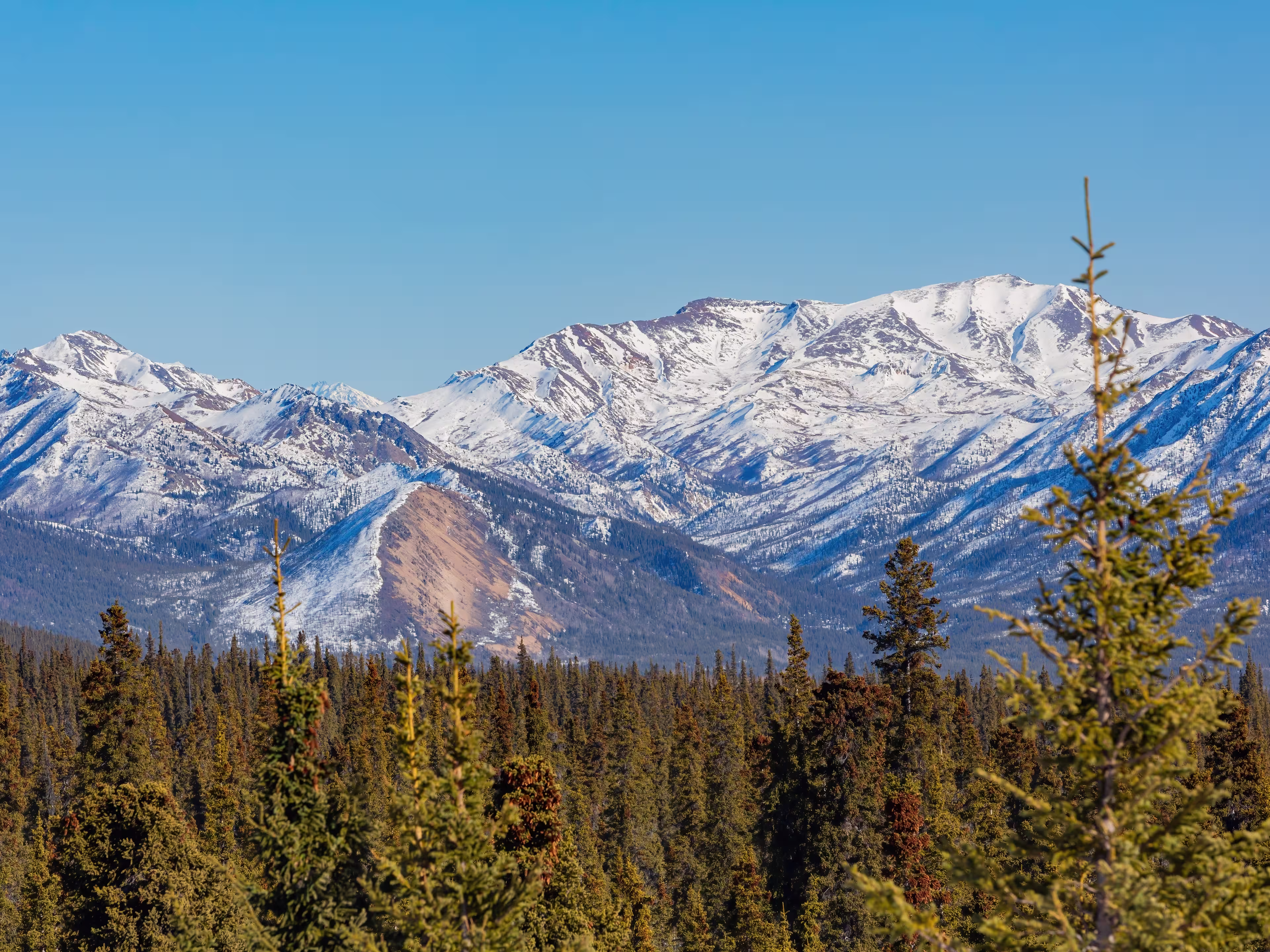 Landschaft im Denali Nationalpark
