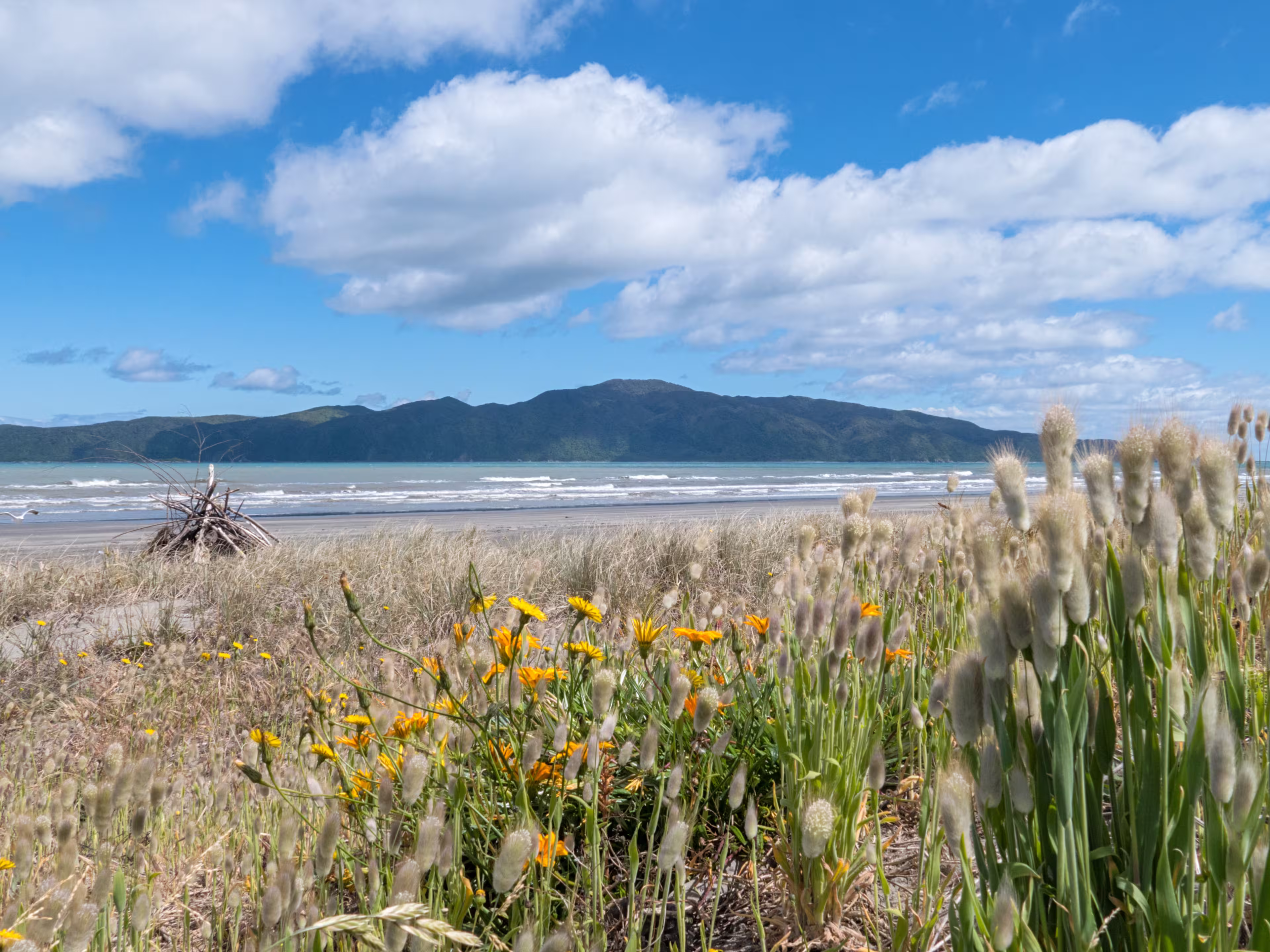 Kapiti Island Neuseeland