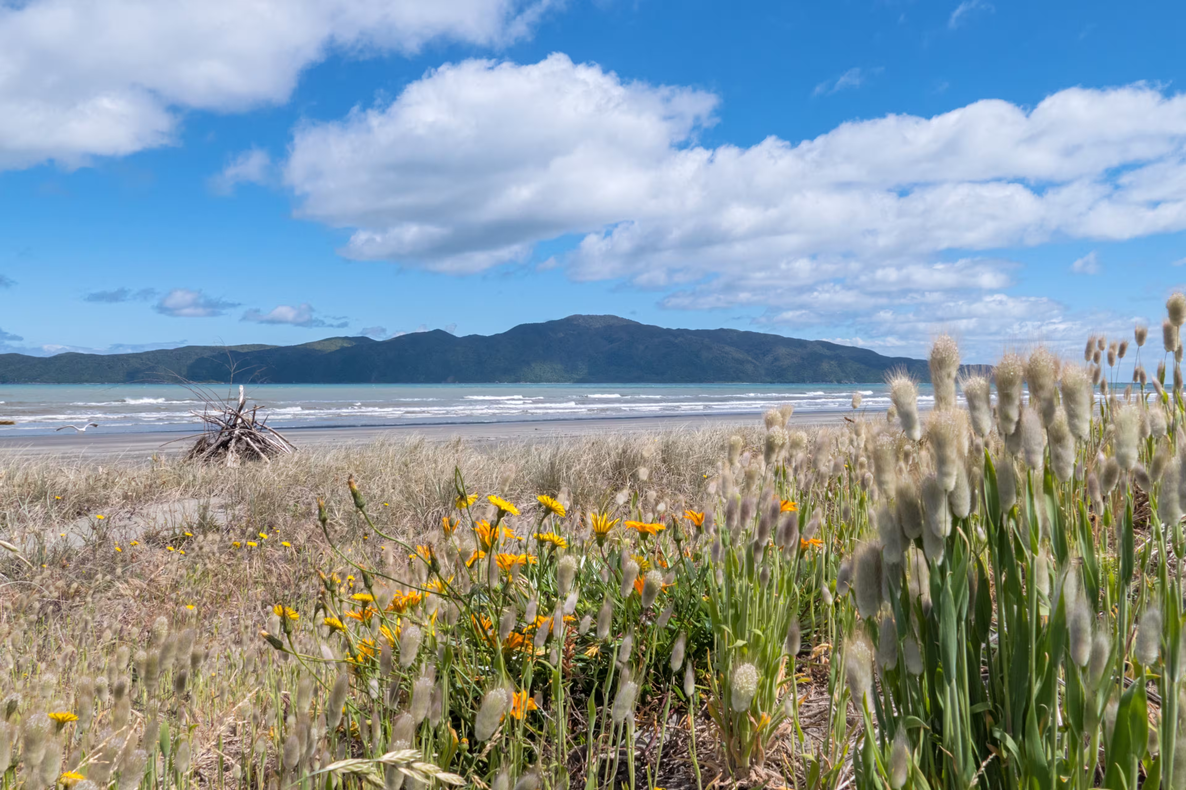 Kapiti Island Neuseeland