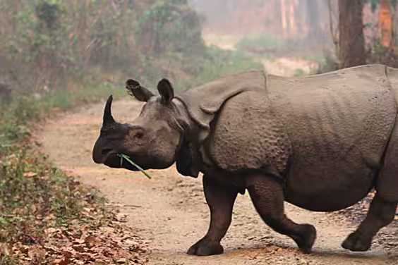Nepal, Chitwan, Rhino