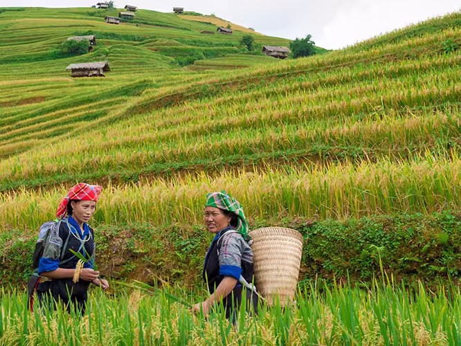 vietnam rice fields women