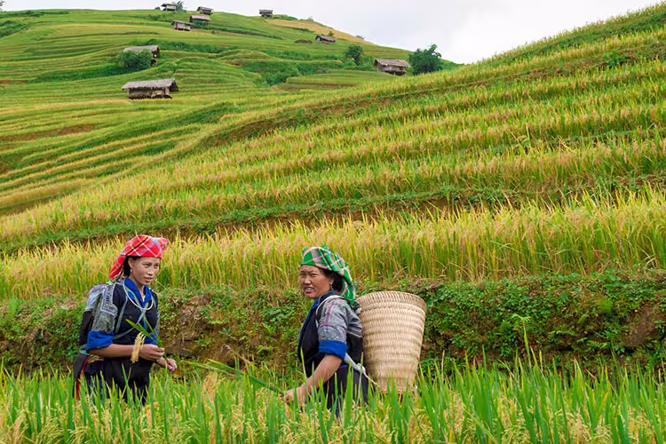 vietnam rice fields women