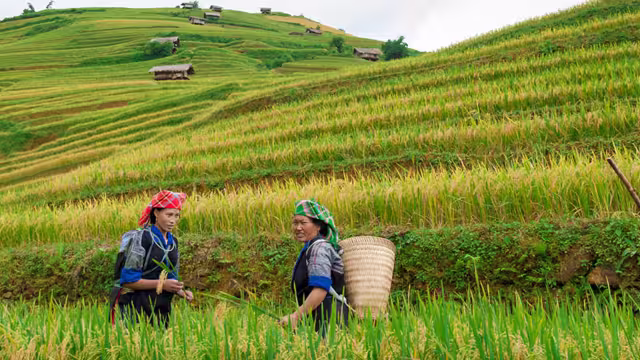 vietnam rice fields women