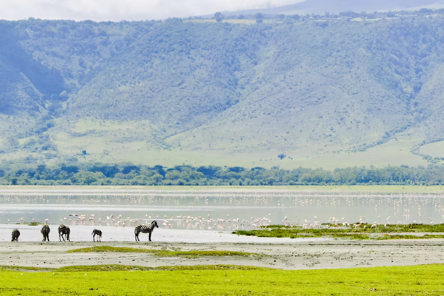 Tanzania Ngorongoro Zebras Watering hole