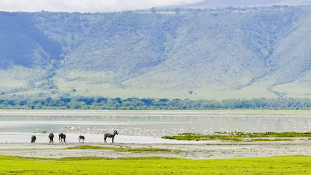 Tanzania Ngorongoro Zebras Watering hole