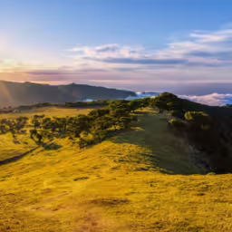 Laurissilva forest located on the plateau of Paul da Serra in Fanal, Madeira Island, Portugal. Old laurel trees on a hill. Laurel forest. Panoramic view in the rays of the setting sun