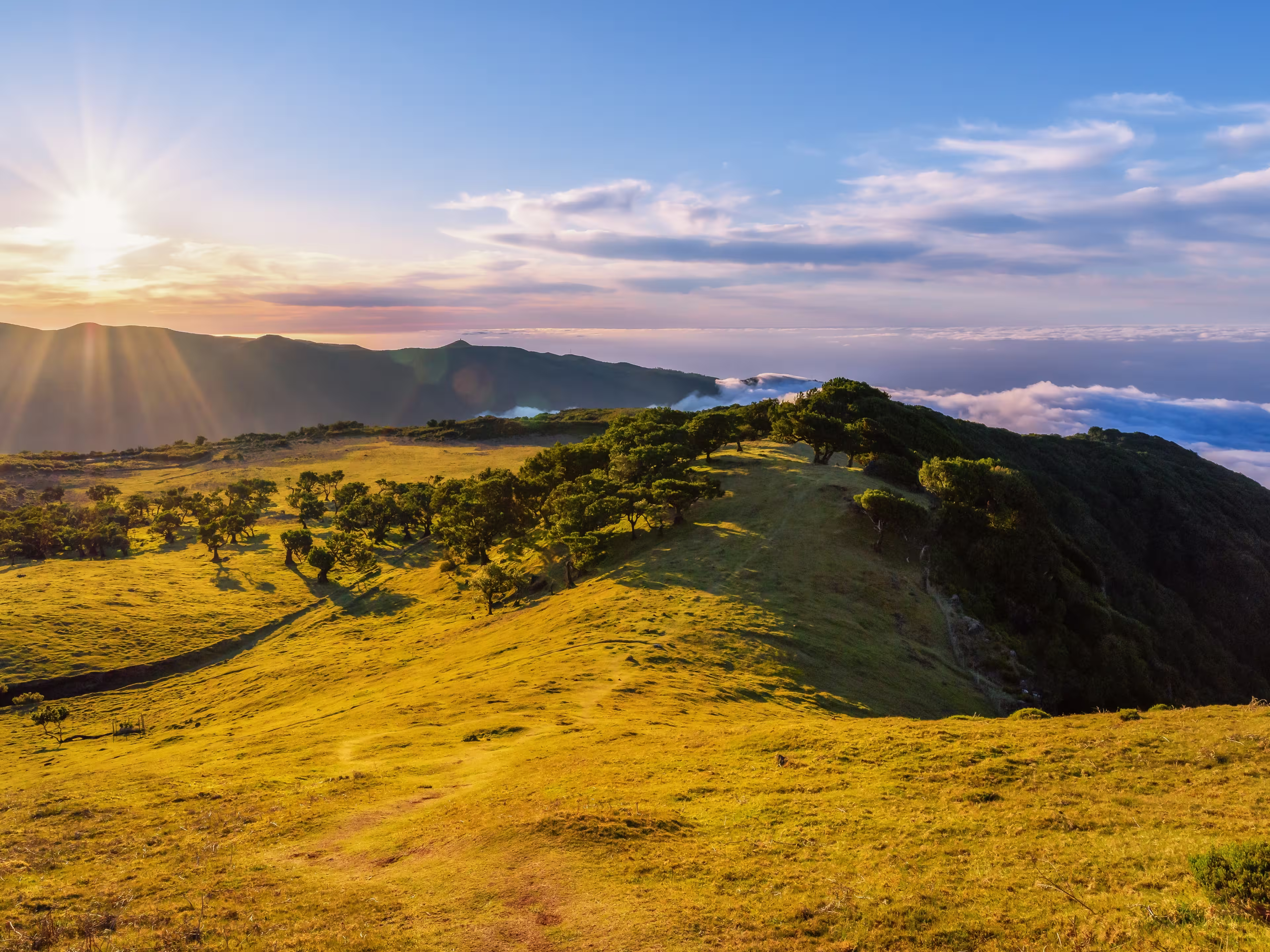 Laurissilva forest located on the plateau of Paul da Serra in Fanal, Madeira Island, Portugal. Old laurel trees on a hill. Laurel forest. Panoramic view in the rays of the setting sun