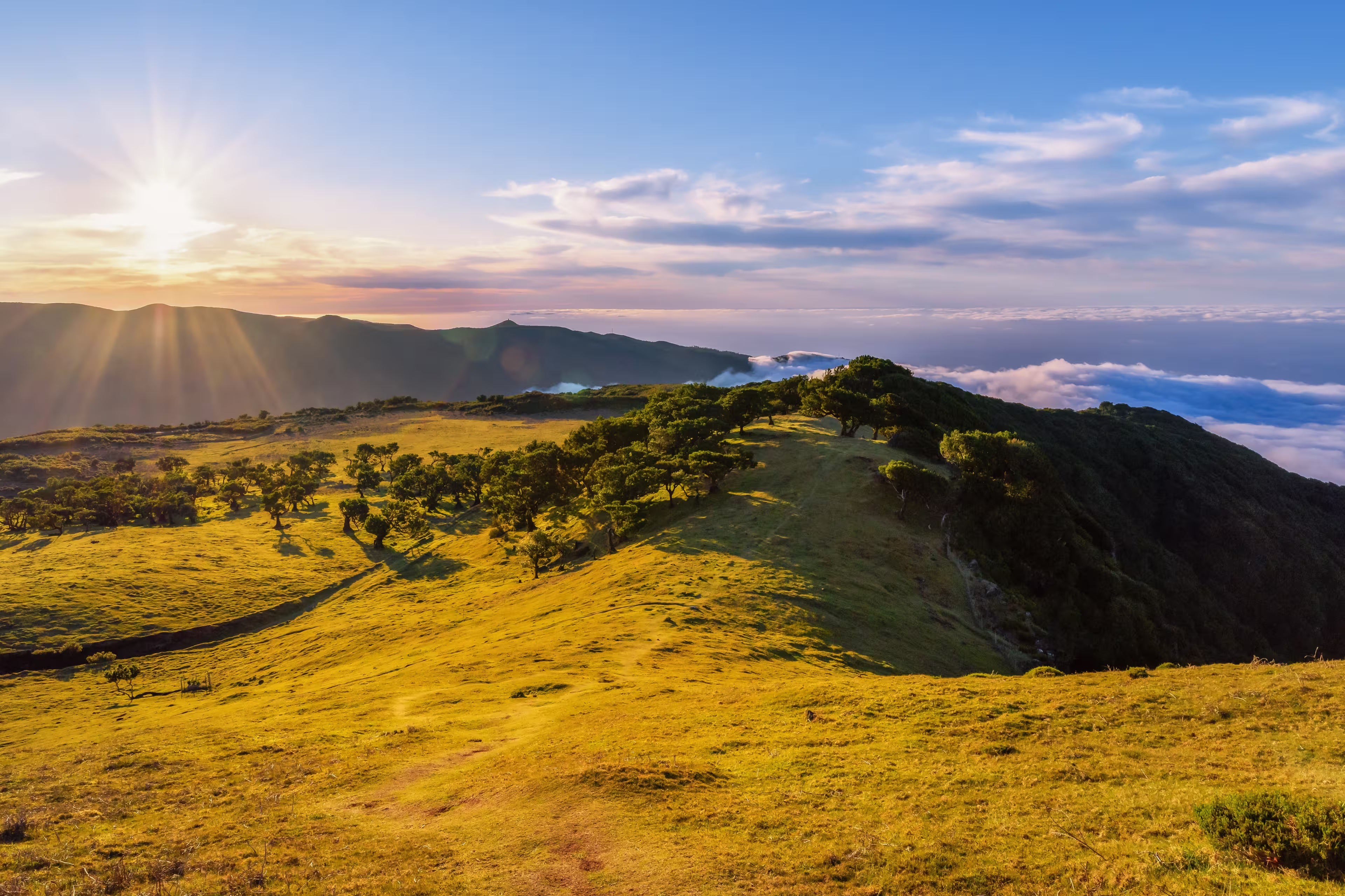 Laurissilva forest located on the plateau of Paul da Serra in Fanal, Madeira Island, Portugal. Old laurel trees on a hill. Laurel forest. Panoramic view in the rays of the setting sun