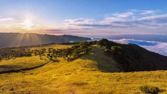 Laurissilva forest located on the plateau of Paul da Serra in Fanal, Madeira Island, Portugal. Old laurel trees on a hill. Laurel forest. Panoramic view in the rays of the setting sun