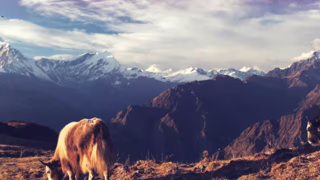 Nepal Annapurna Cows Mountains