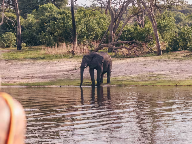 Two travellers look at an elephant across the river in Botswana