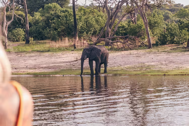 Two travellers look at an elephant across the river in Botswana