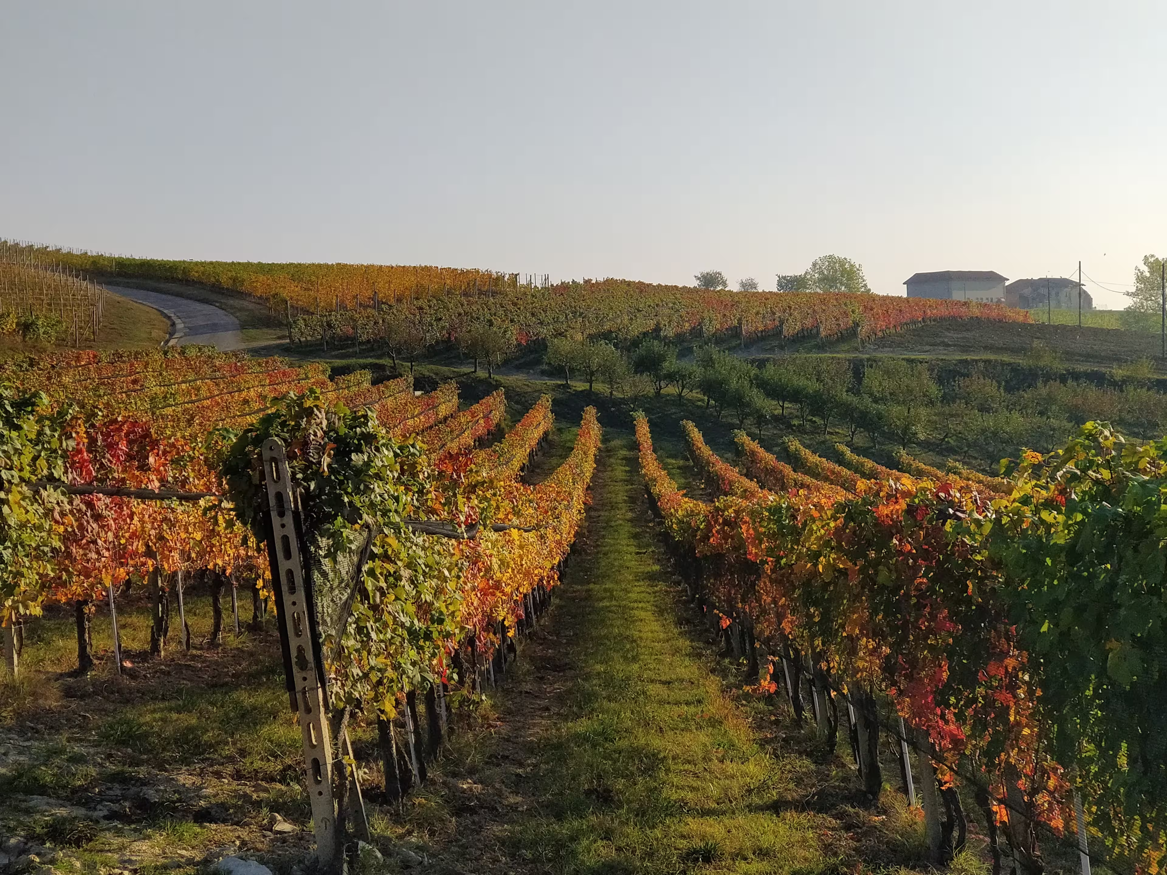 Weinreben im Piemont