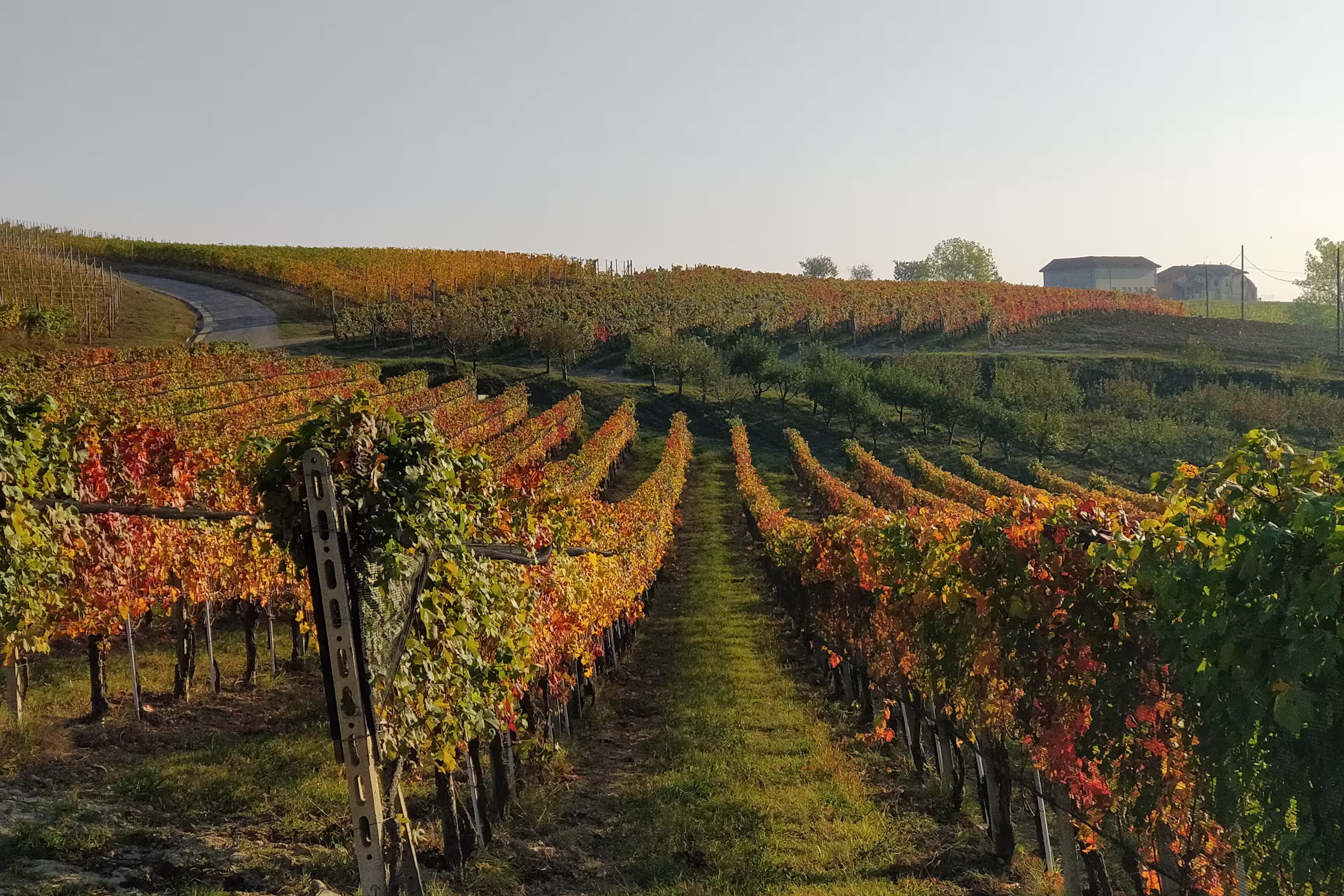 Weinreben im Piemont