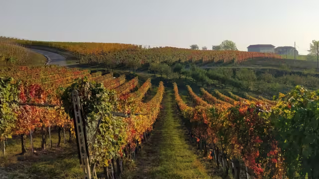 Weinreben im Piemont