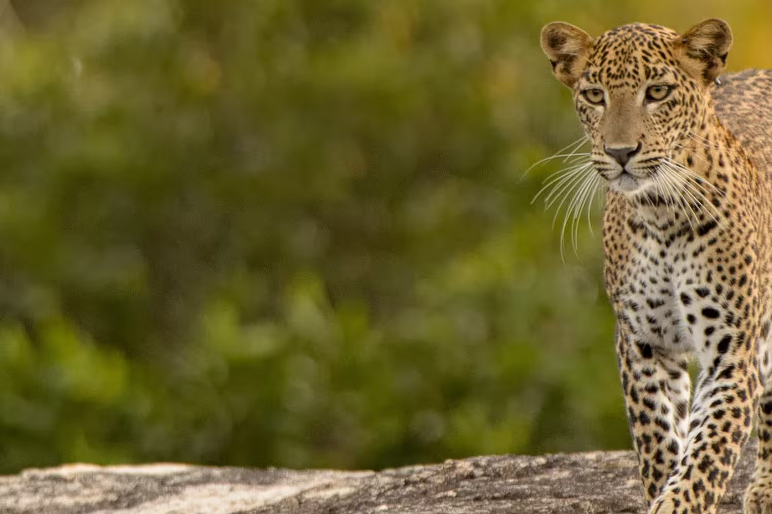 Sri Lanka, Kumana National Park, Leopard