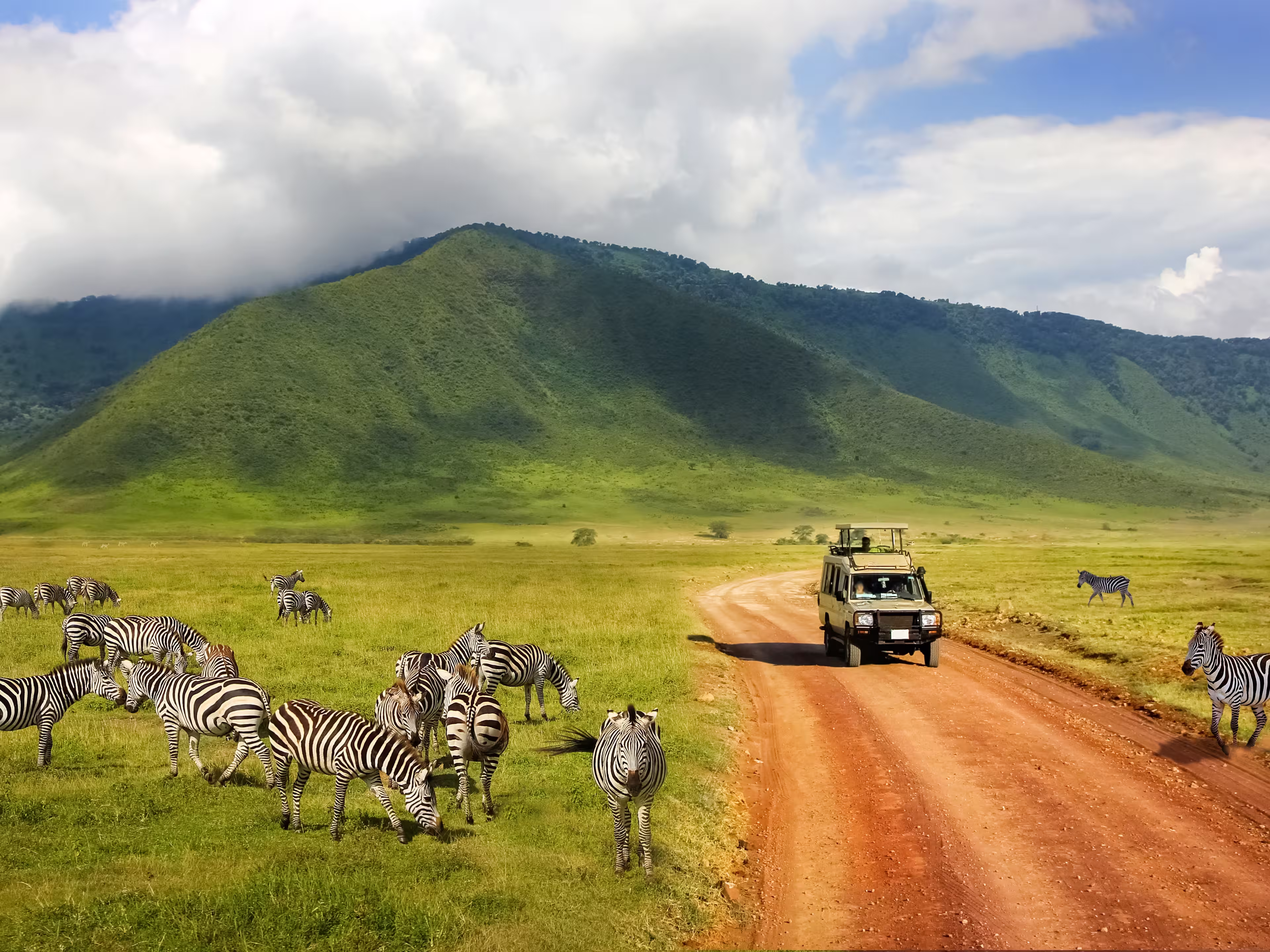 Safari in Ngorongoro Crater National park. Zebras against mountains and clouds.  Tanzania. Wild nature of Africa.