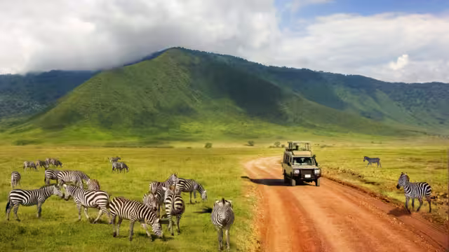 Safari in Ngorongoro Crater National park. Zebras against mountains and clouds.  Tanzania. Wild nature of Africa.