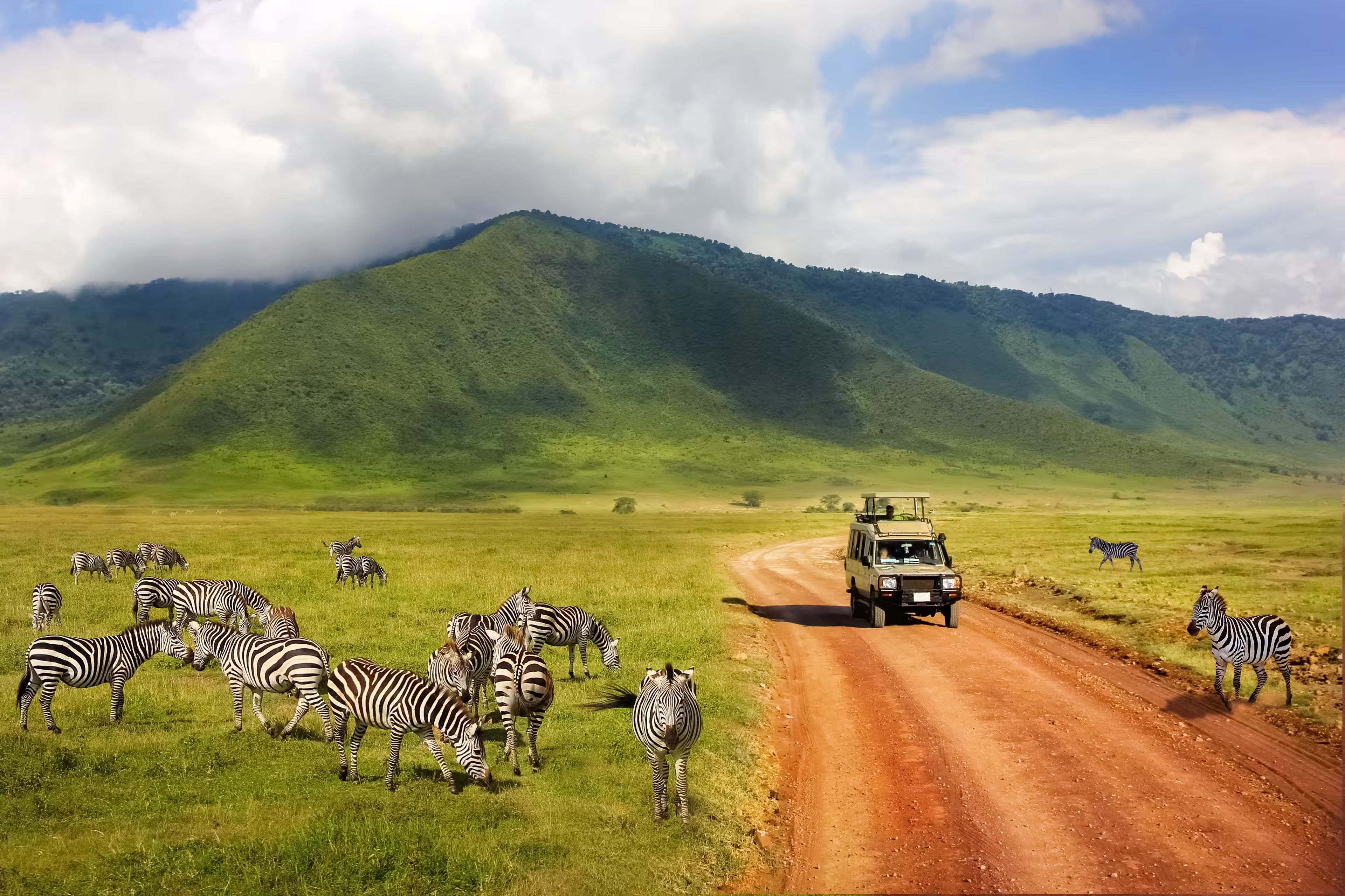 Safari in Ngorongoro Crater National park. Zebras against mountains and clouds.  Tanzania. Wild nature of Africa.