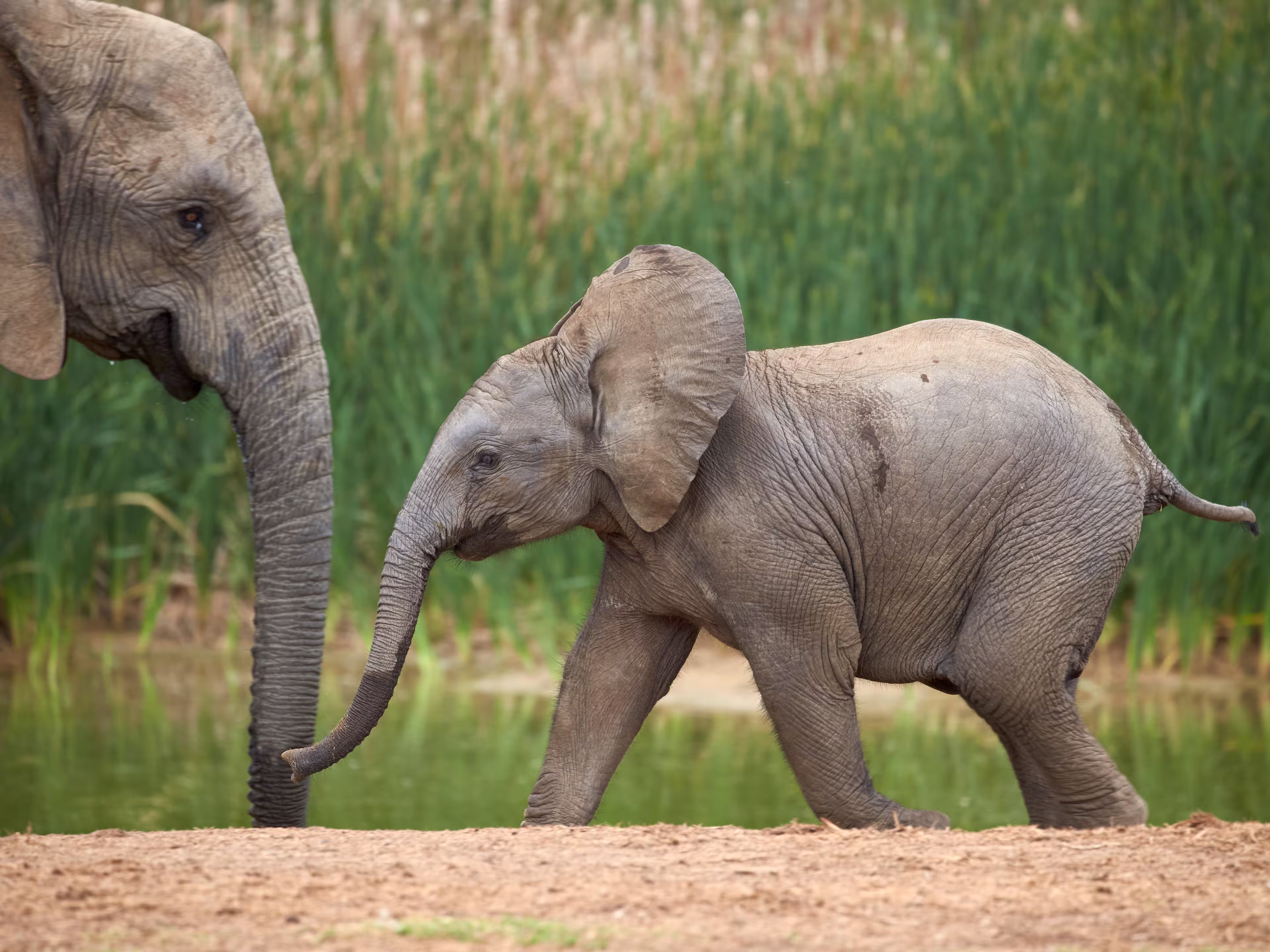 Young african elephant (loxodonta africana), addo elephant national park, south africa, africa