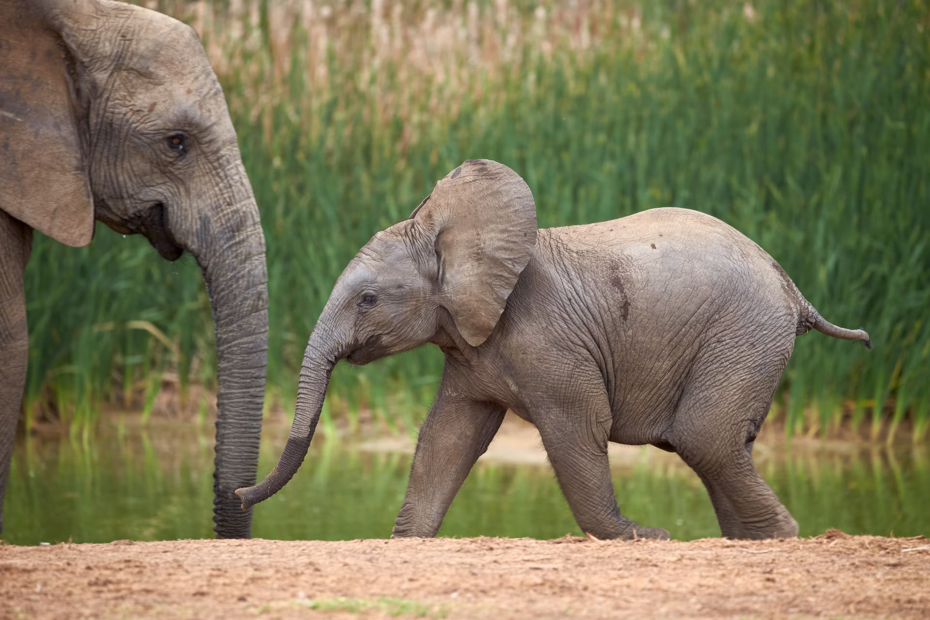 Young african elephant (loxodonta africana), addo elephant national park, south africa, africa