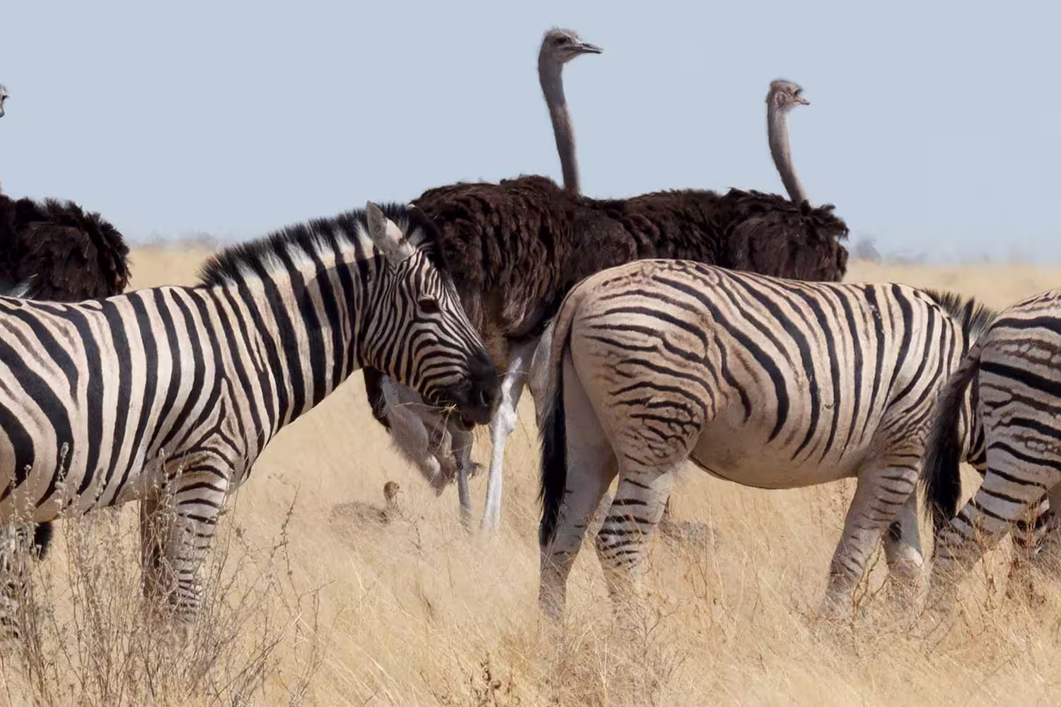 Cape Town to Vic Falls - 1