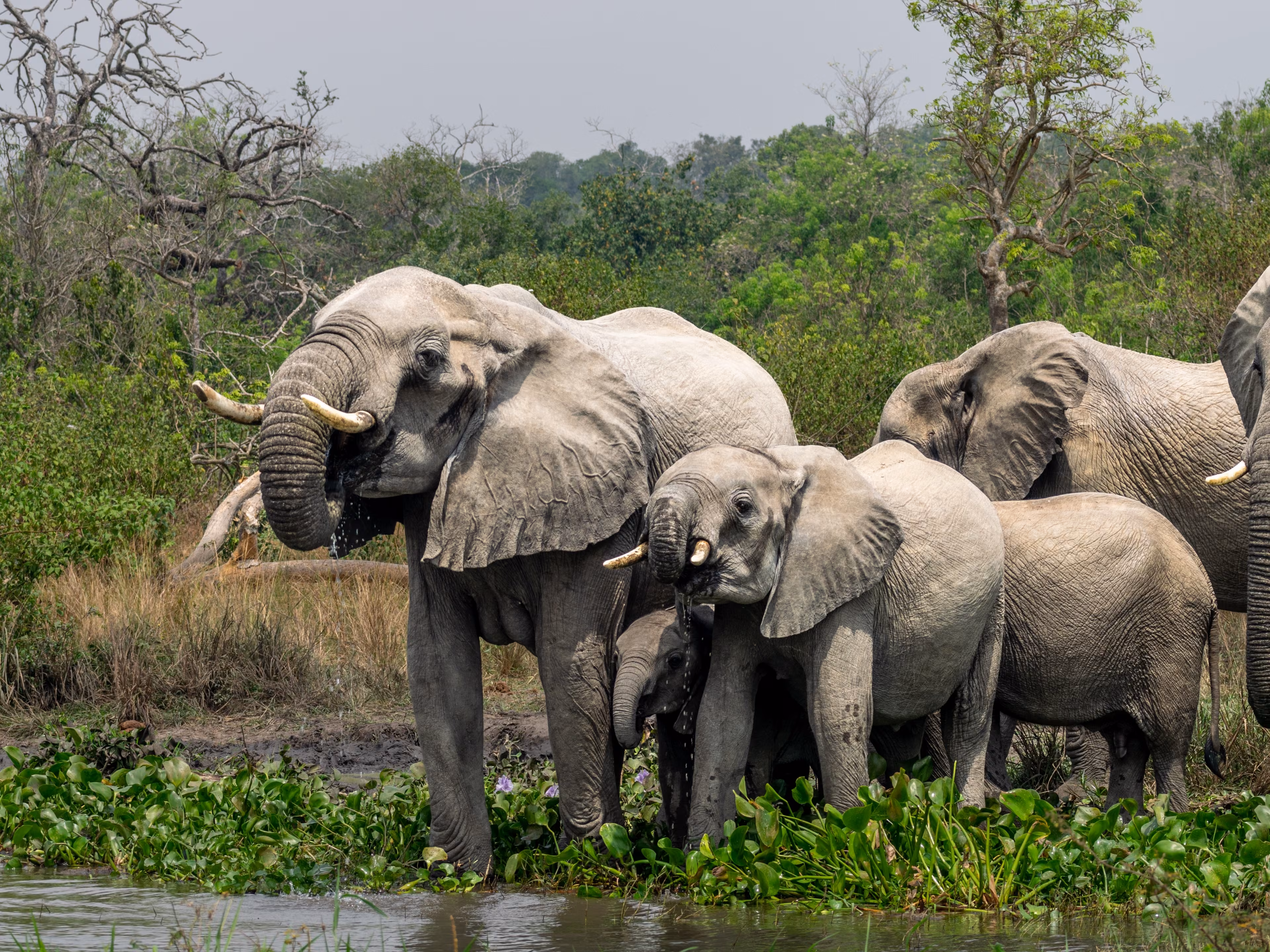 African Elephants drinking at the White Nile