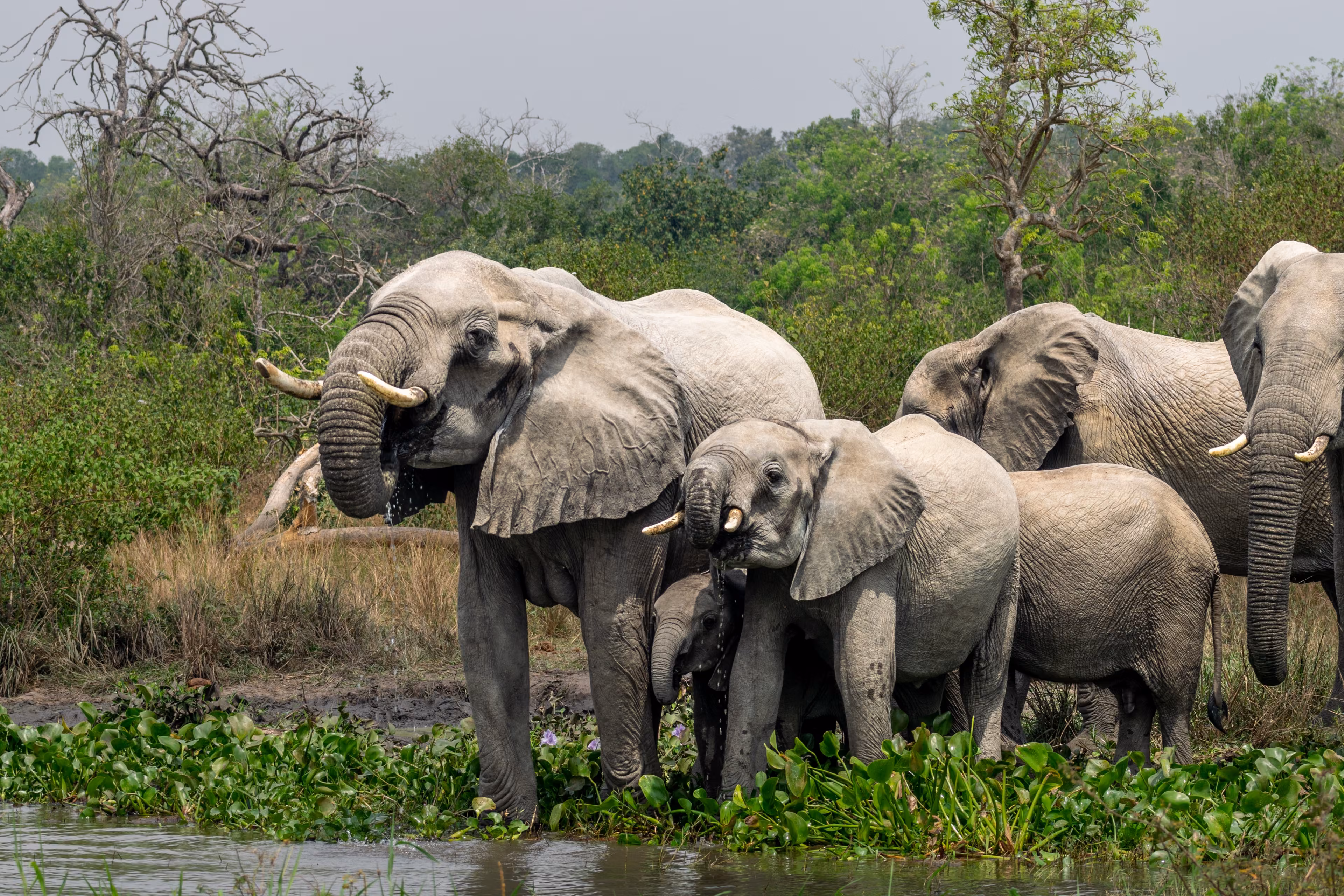 African Elephants drinking at the White Nile