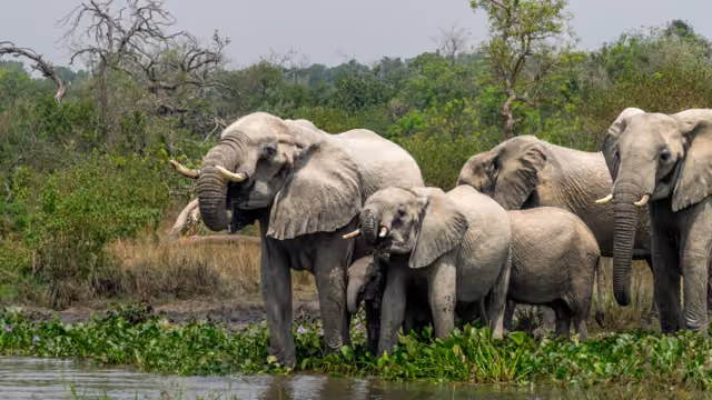 African Elephants drinking at the White Nile