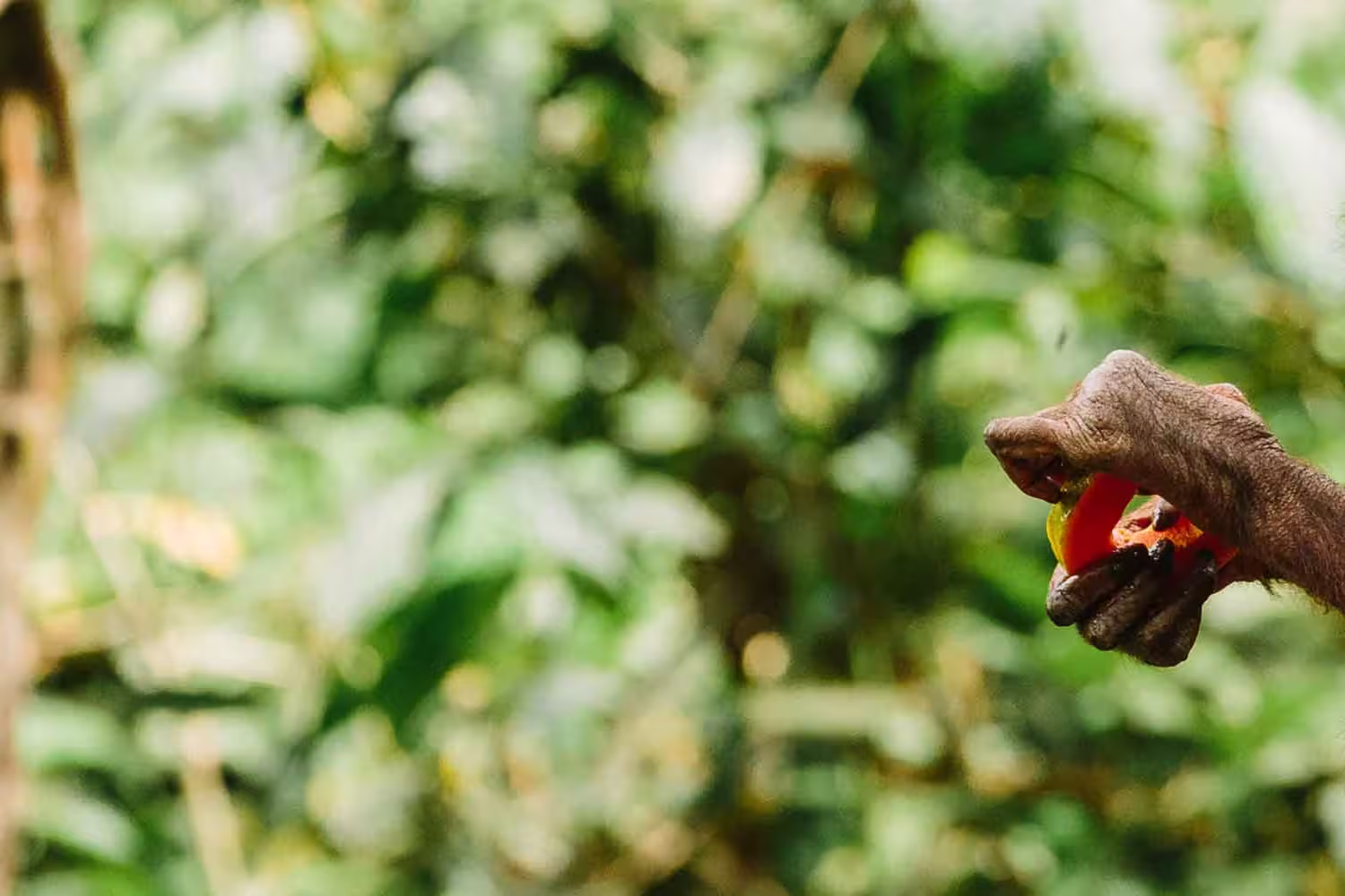 Malaysia Borneo Orangutan