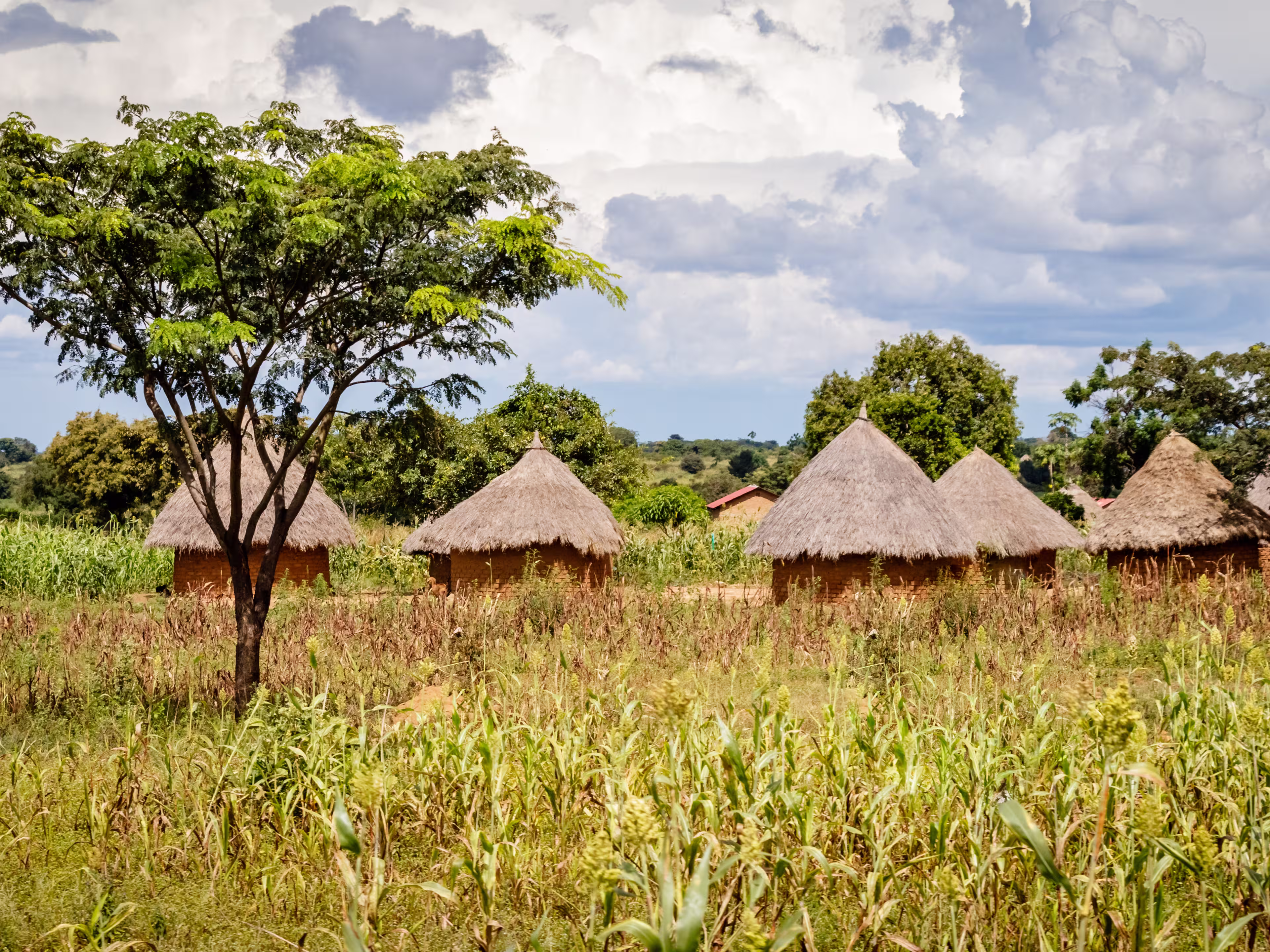 Typical Uganda huts. Most of the inhabitants live in thatched huts with mud and wattle walls. During the rainy season it is a very difficult task to keep huts stable and dry.