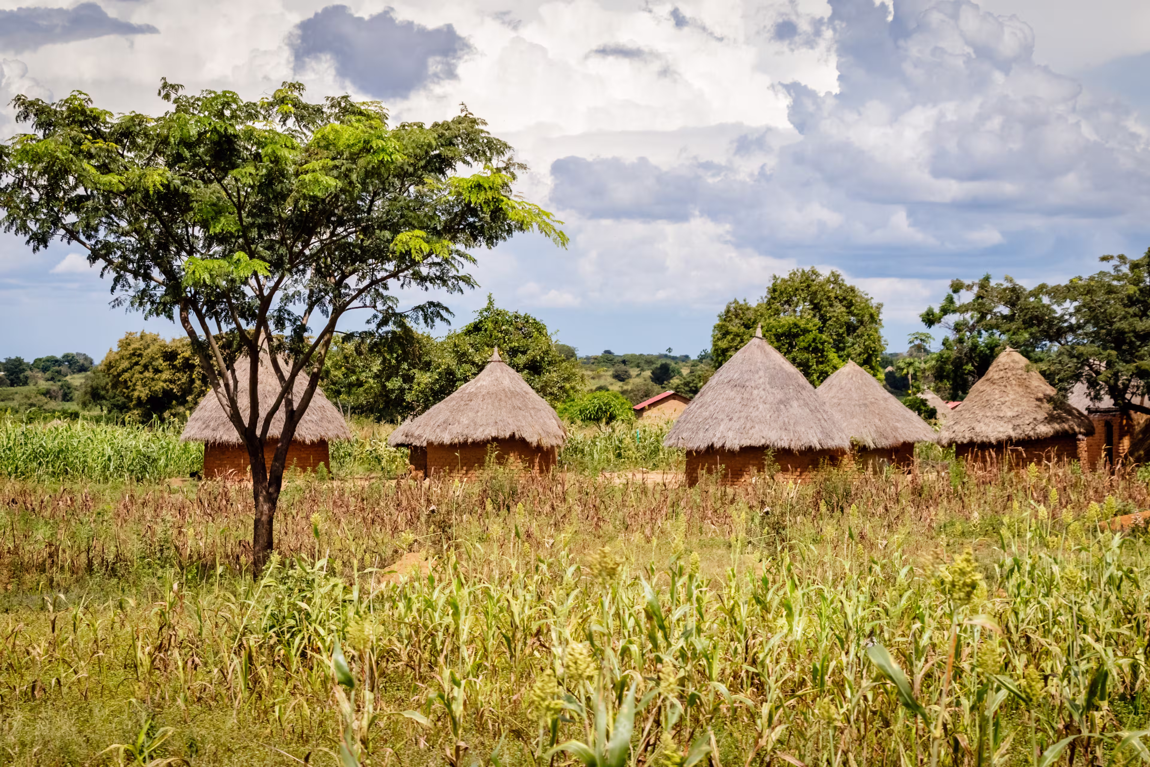 Typical Uganda huts. Most of the inhabitants live in thatched huts with mud and wattle walls. During the rainy season it is a very difficult task to keep huts stable and dry.