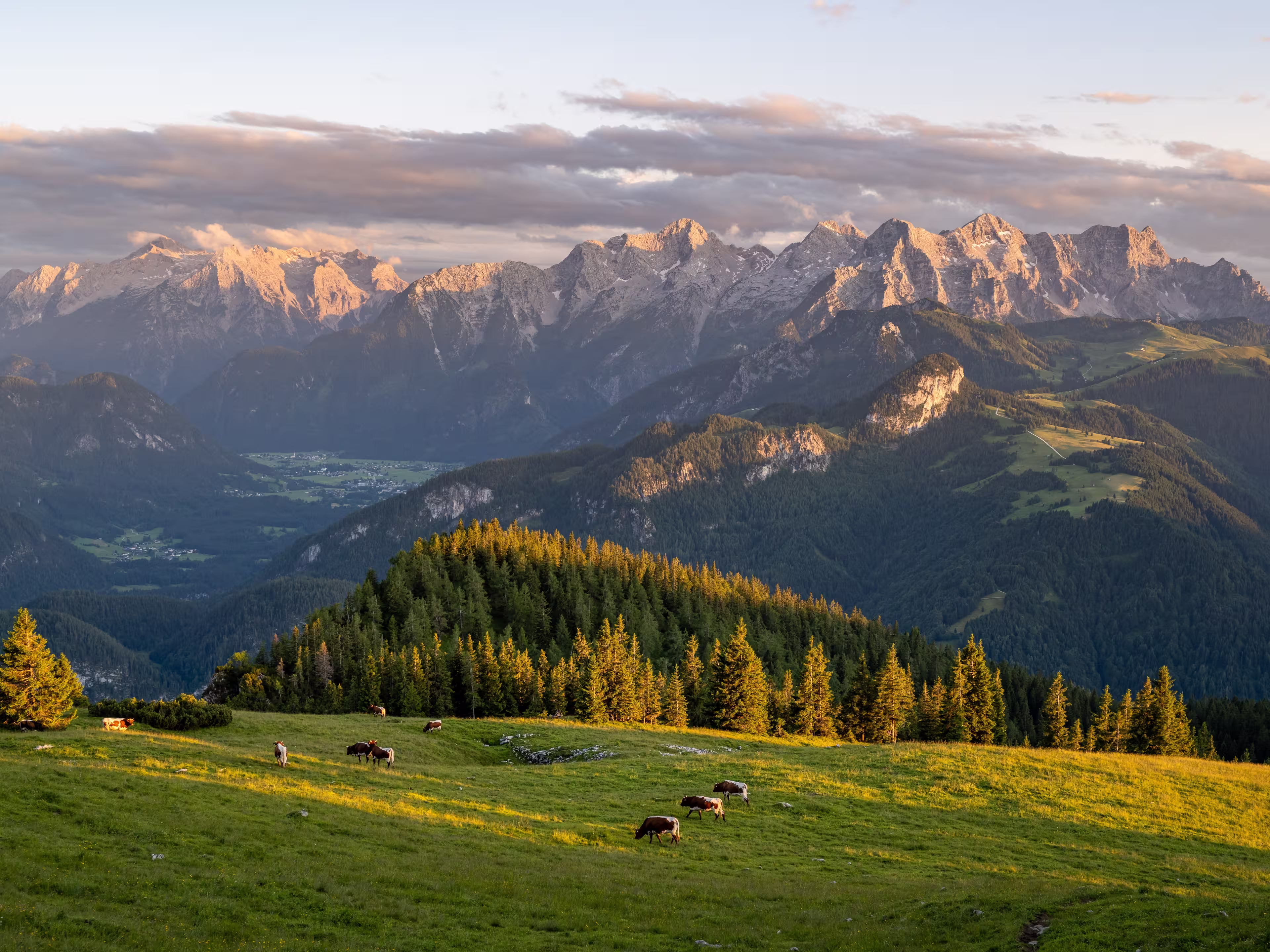 Cows on alpine pastures, in the background the Loferer Steinberge in the beautiful evening light, Heutal, Unken, Pinzgau, Salzburger Land, Austria