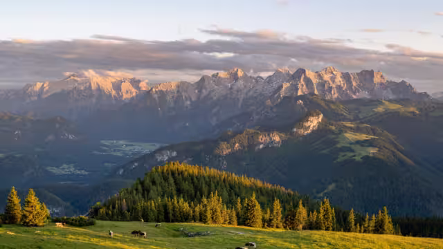 Cows on alpine pastures, in the background the Loferer Steinberge in the beautiful evening light, Heutal, Unken, Pinzgau, Salzburger Land, Austria
