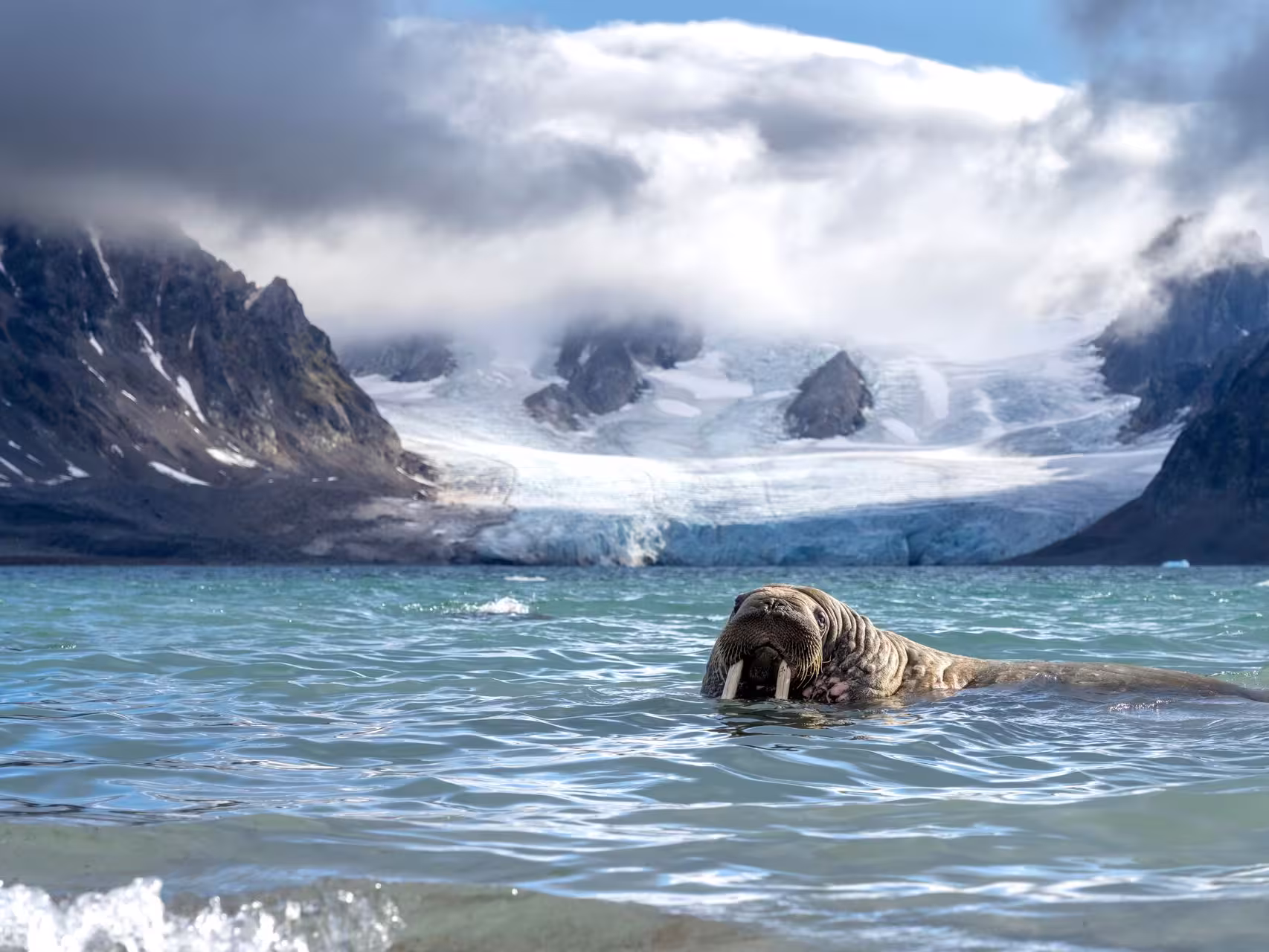 Walrus on stone beach at mouth of glacier fjord in Svalbard coastal regions