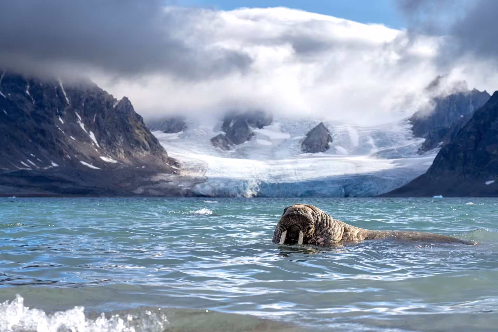 Walrus on stone beach at mouth of glacier fjord in Svalbard coastal regions