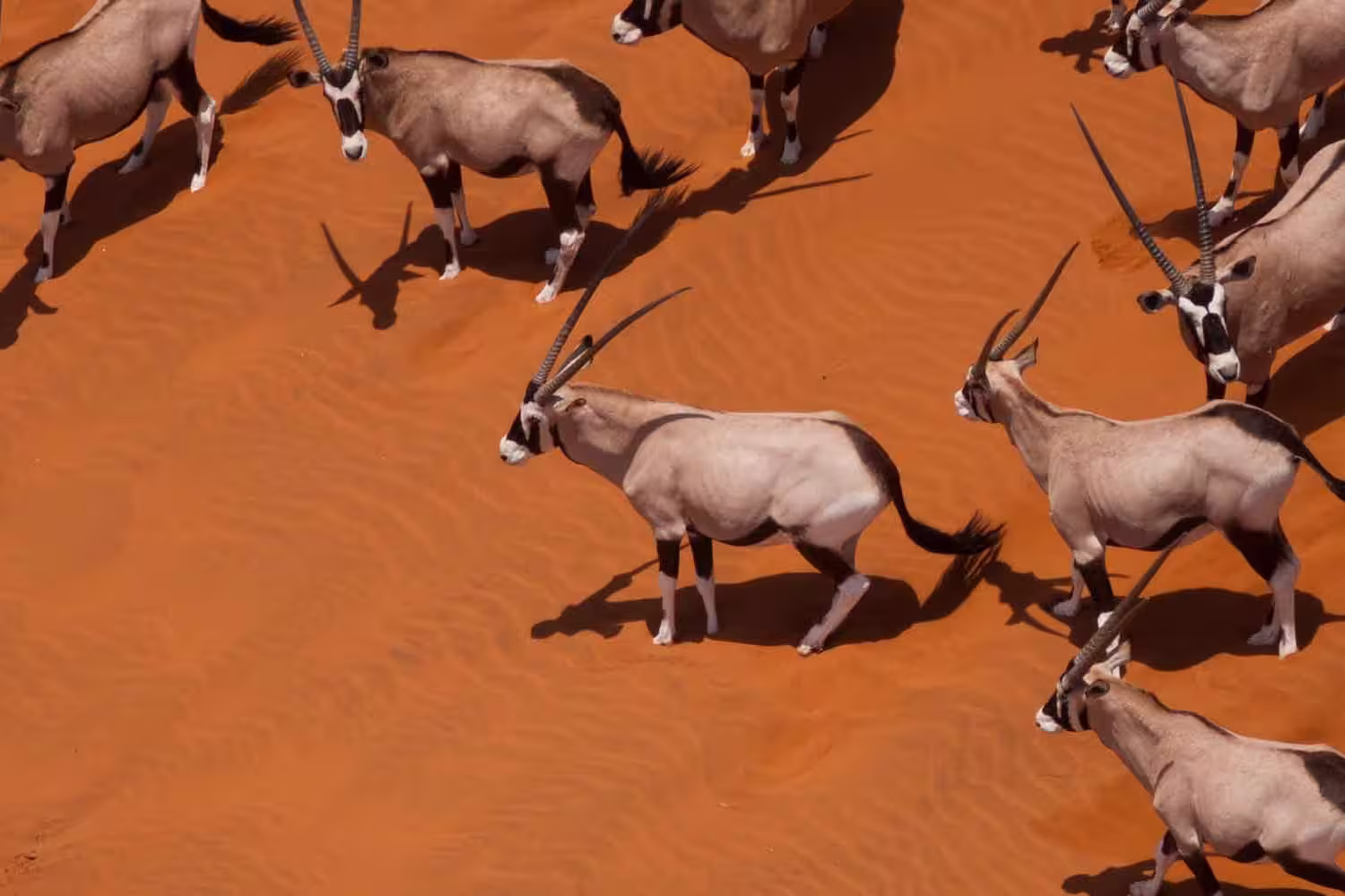 Southern Africa Adventure - 1