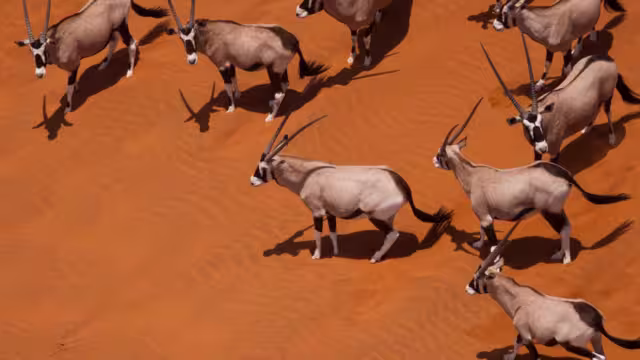 Namibia Oryx Desert Aerial