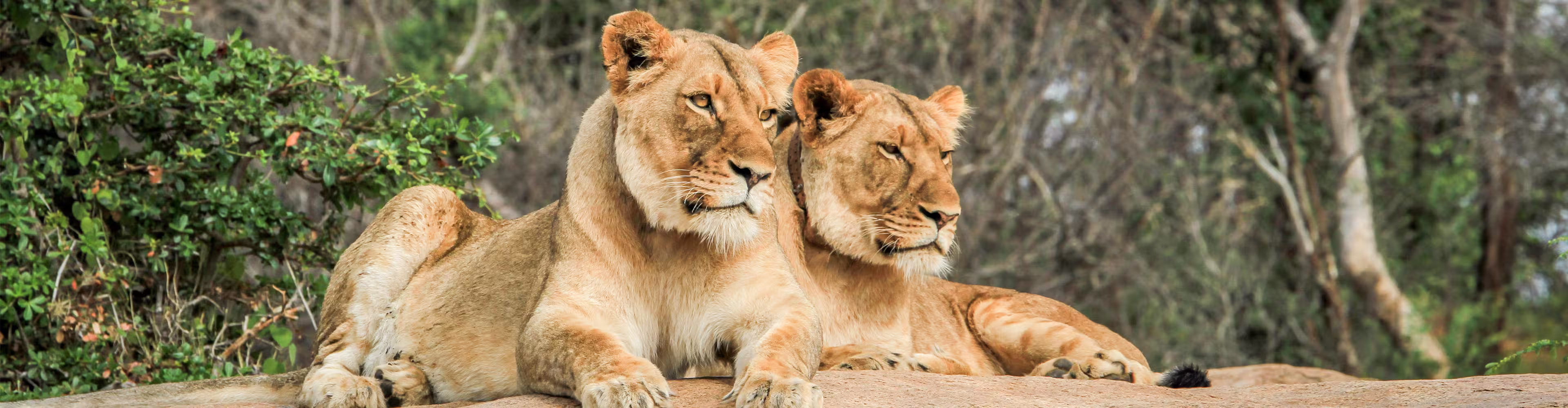Premium Southern Africa - 1