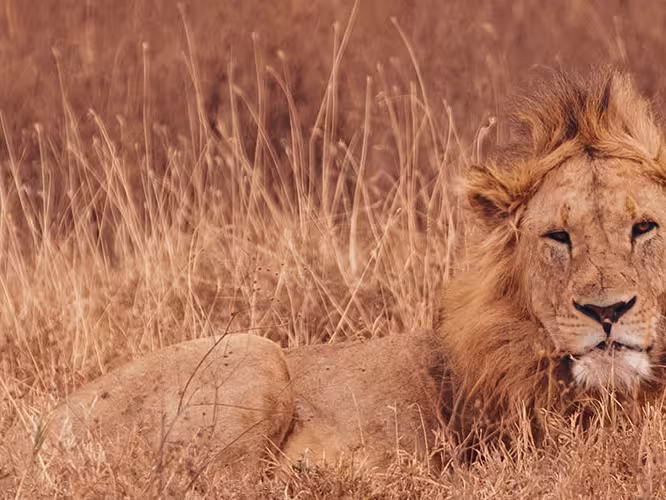 A maned lion lounging in the Serengeti