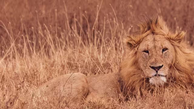 A maned lion lounging in the Serengeti