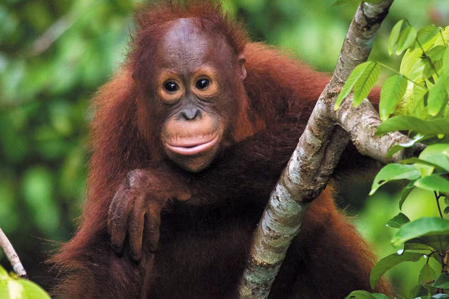 borneo_orangutan