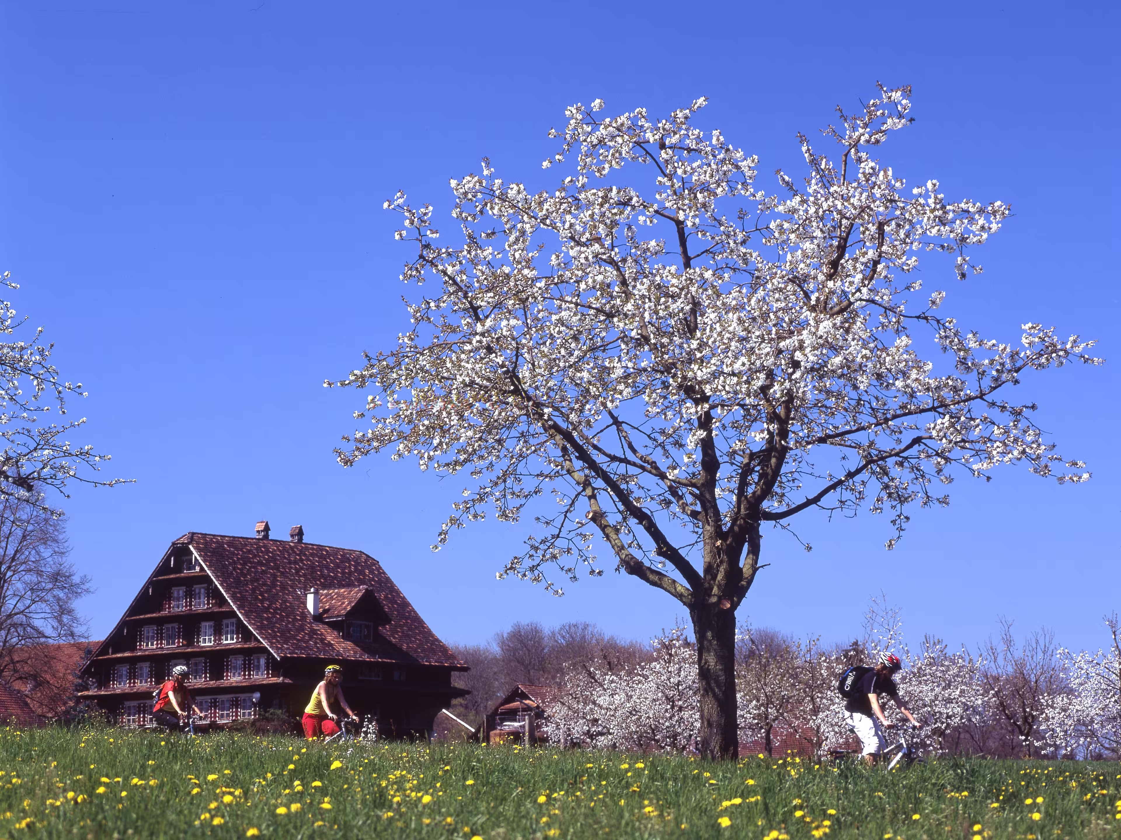 Schweiz Kirschbaum