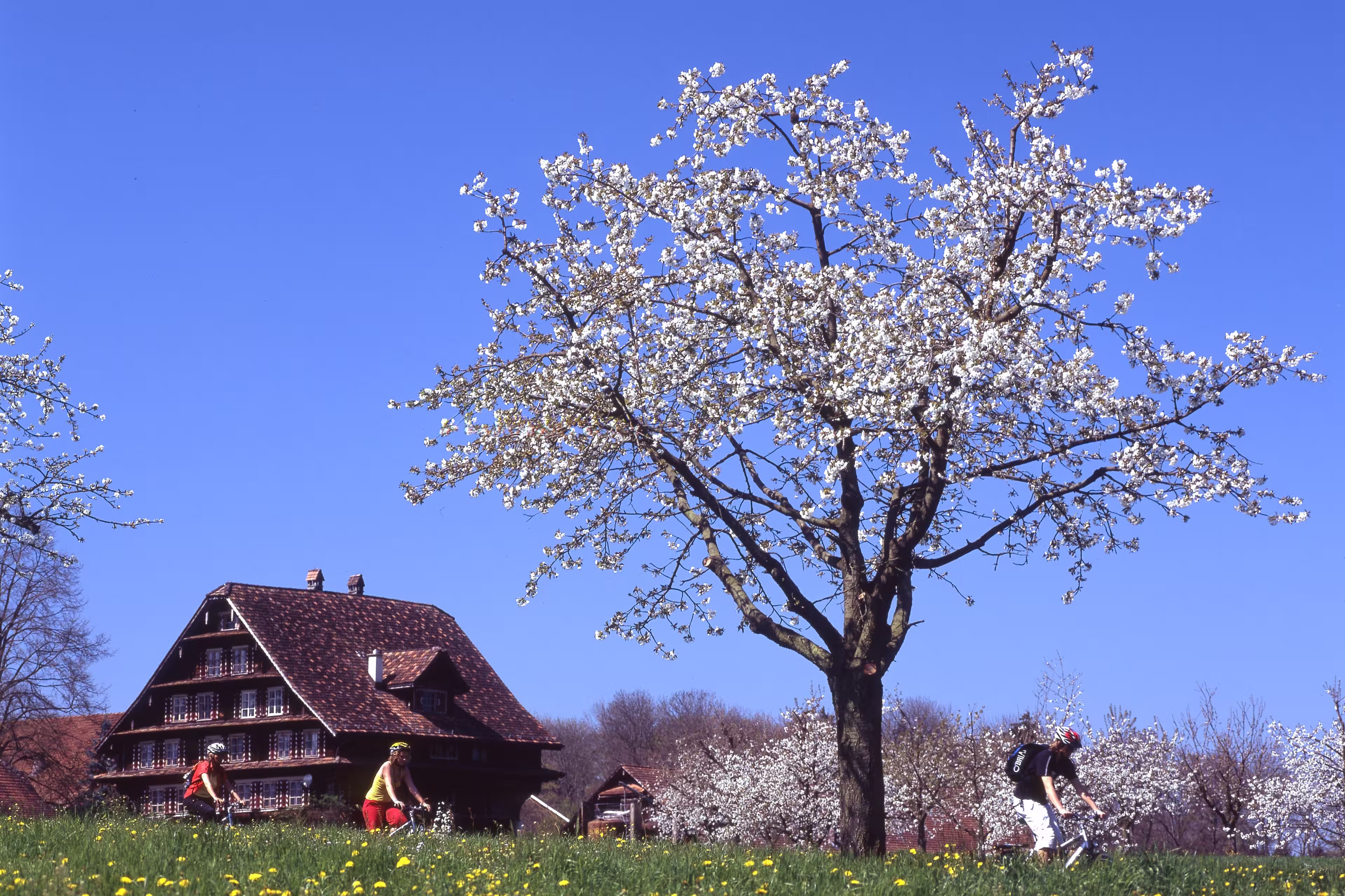 Schweiz Kirschbaum