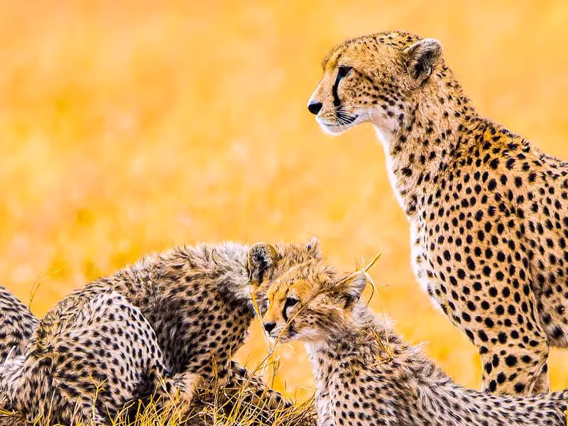 Geparden Familie in der Serengeti