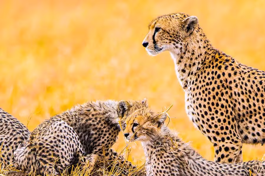 Geparden Familie in der Serengeti