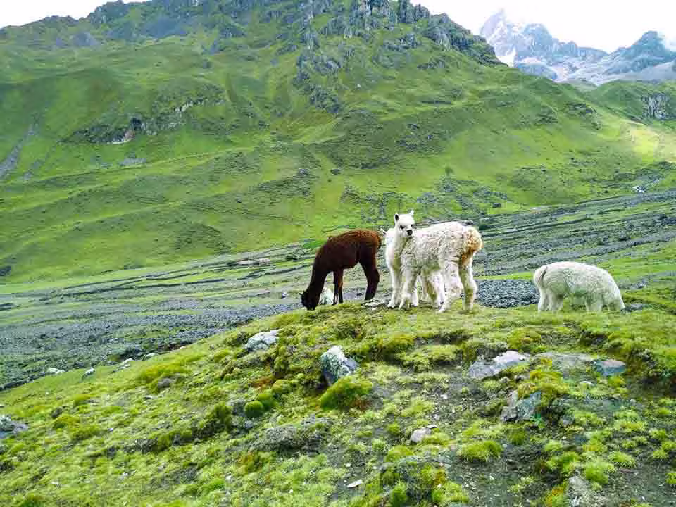 Alpacas