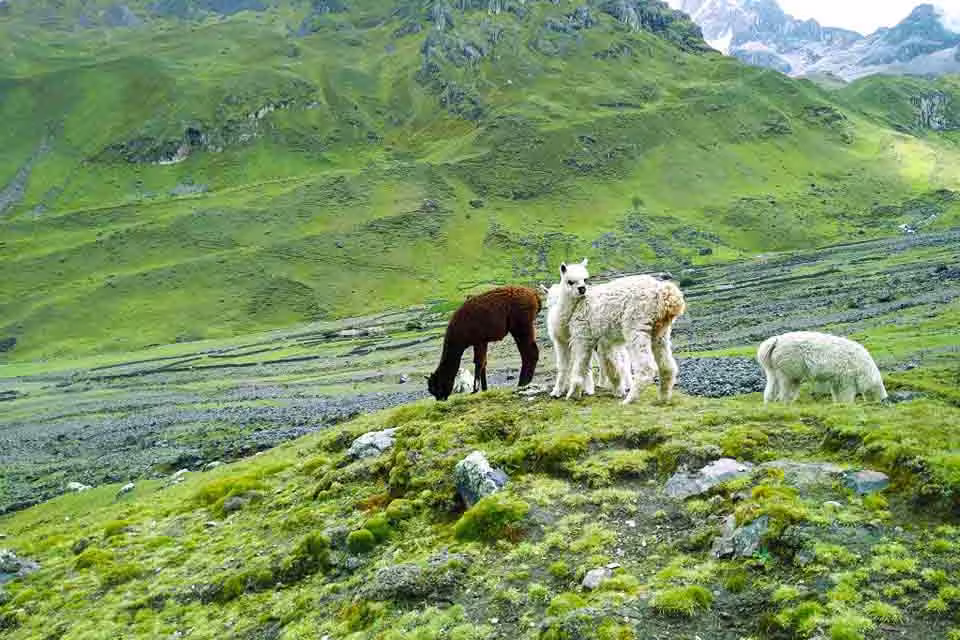 Alpacas
