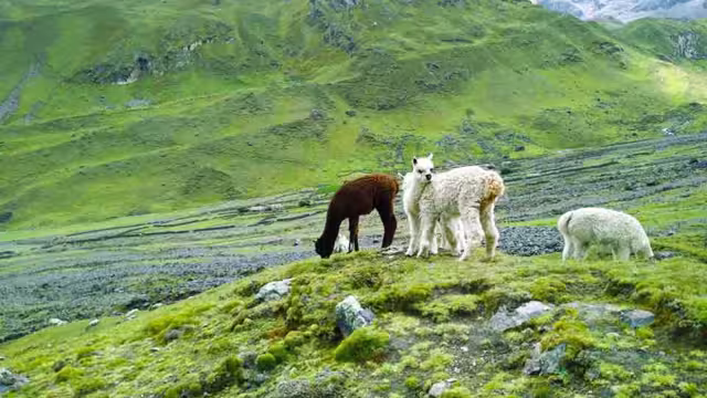 Alpacas
